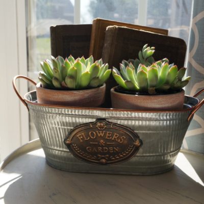 How to DIY Succulents in painted Terracotta pots for under $15!!