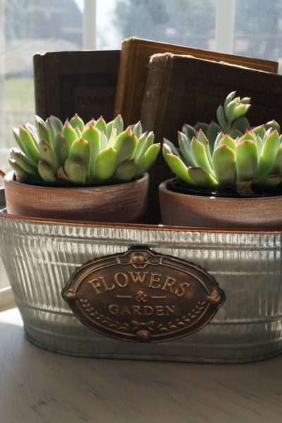 succulents