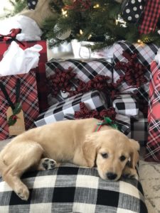 Christmas surprise puppy, our golden retriever under the christmas tree with buffalo check gifts