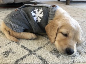 Christmas surprise puppy, our golden retriever puppy under the christmas tree