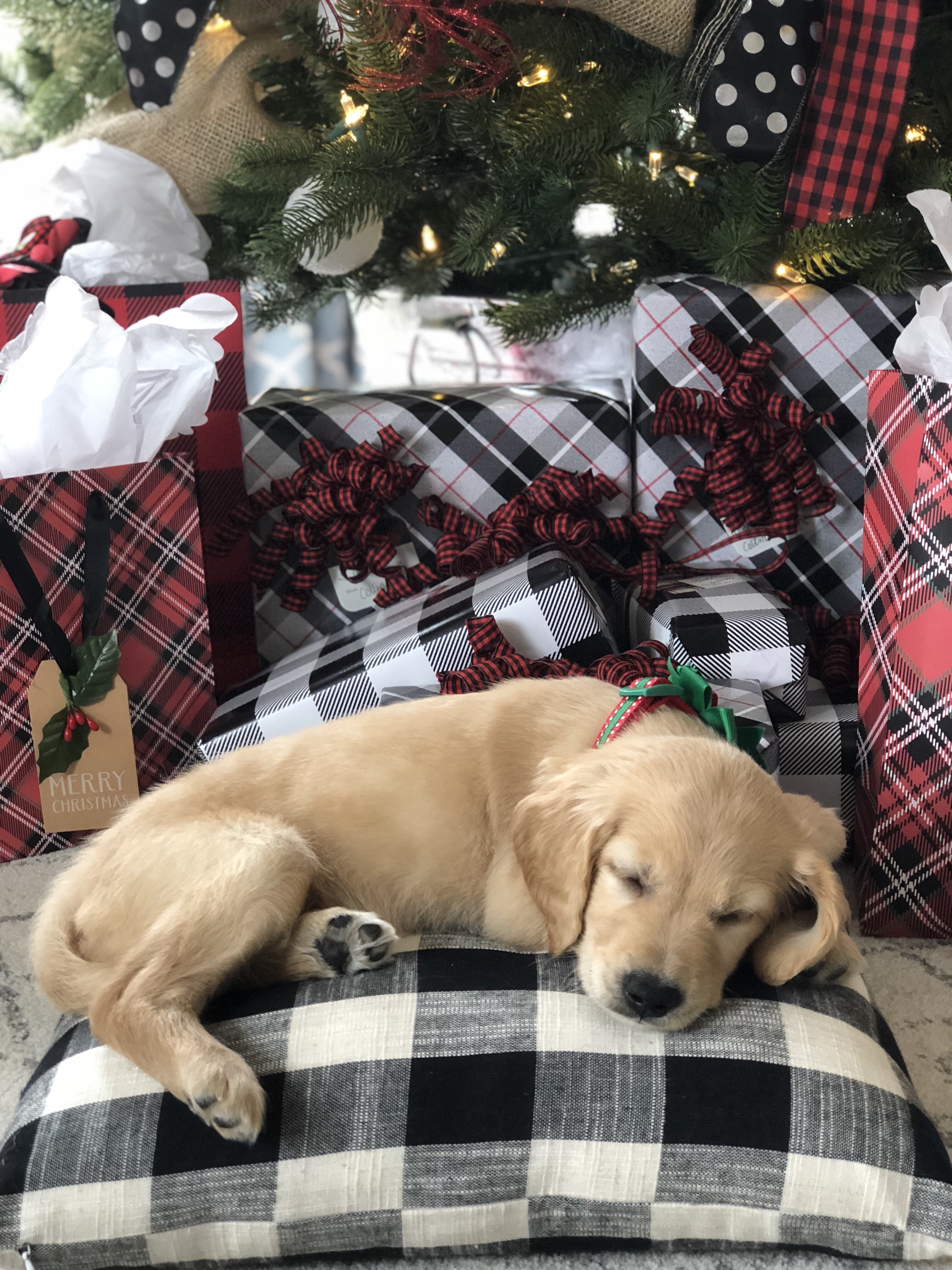 Christmas surprise puppy, our golden retriever under the christmas tree with buffalo check gifts