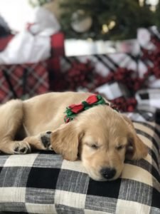 Surprise Christmas puppy under the tree with wrapped gifts