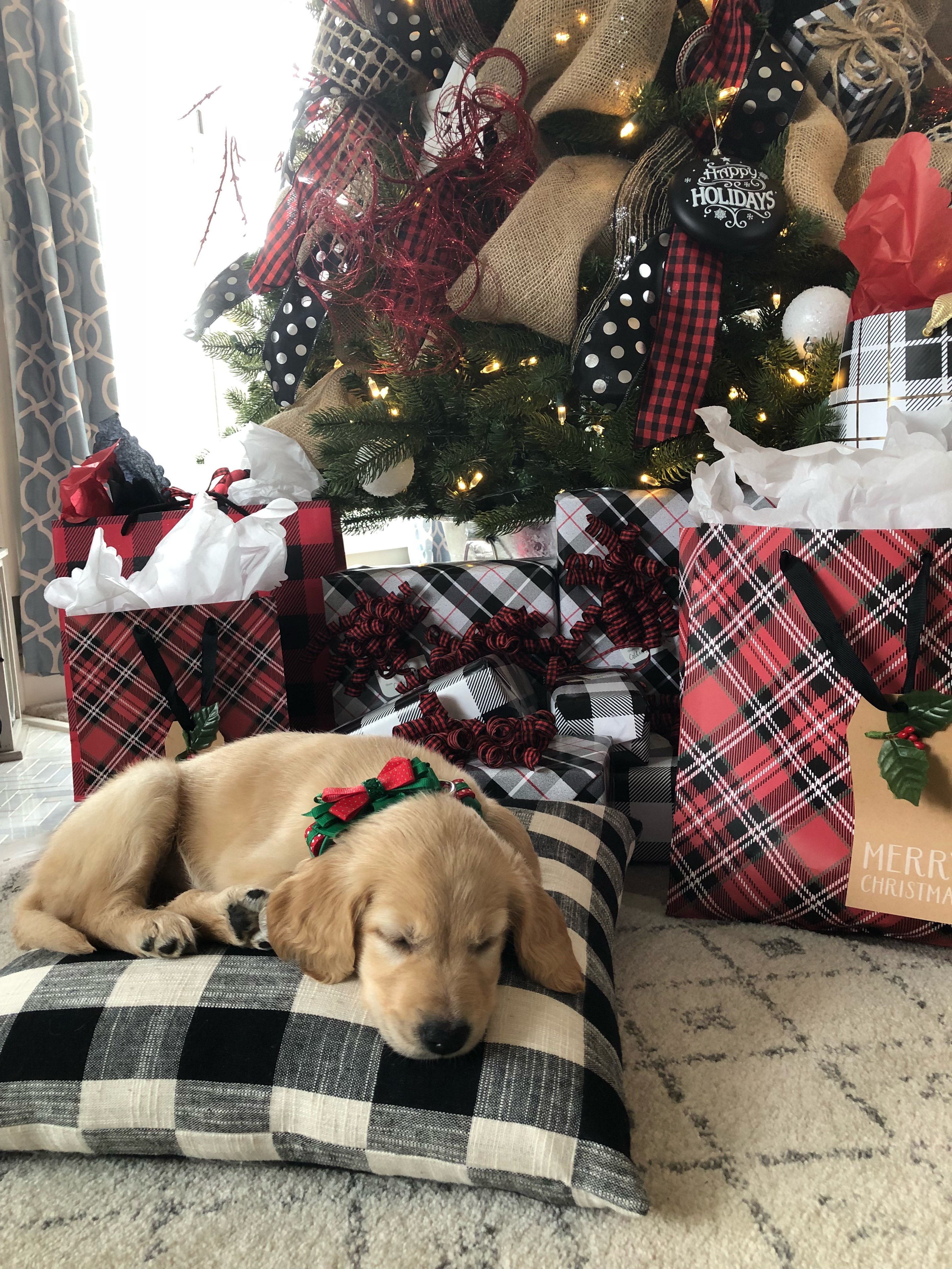 Surprise Christmas puppy under the tree, golden retriever with wrapped ...