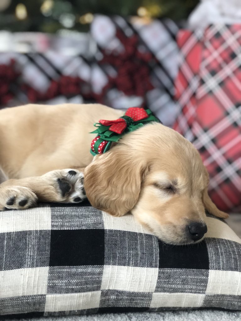 Surprise Christmas puppy under the tree, golden retriever with wrapped ...