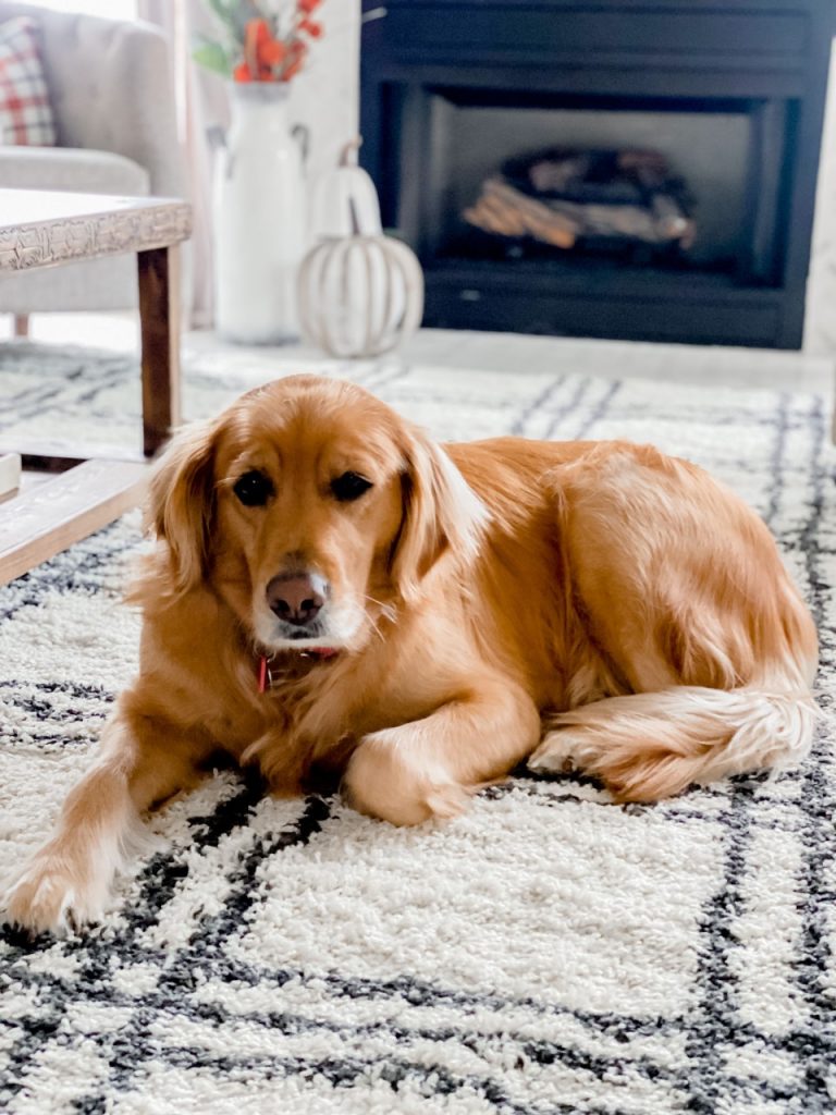 Fall living room with new rug!